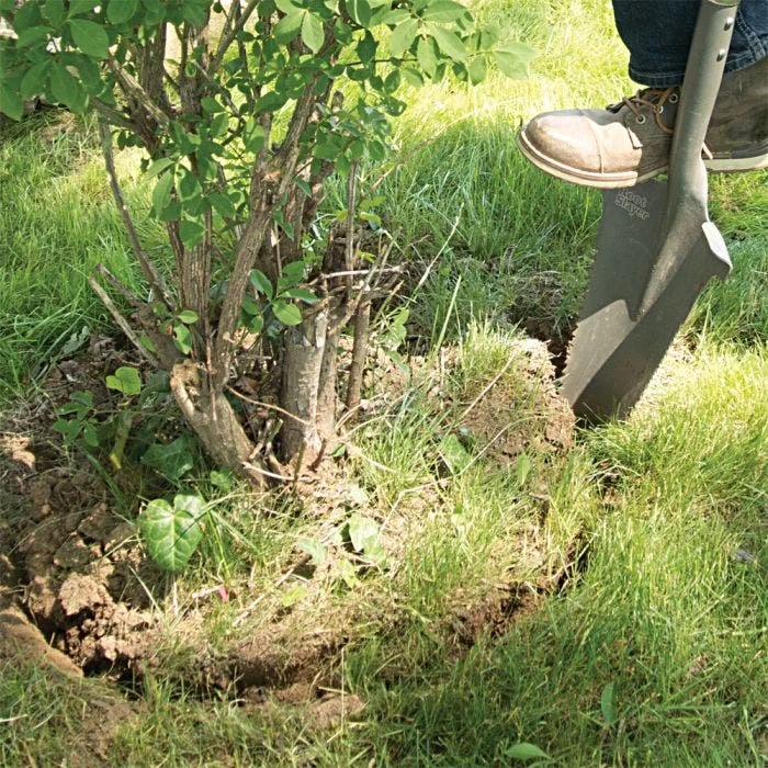 Radius Root Slayer XL 7 Radius Root Slayer XL - Image 5