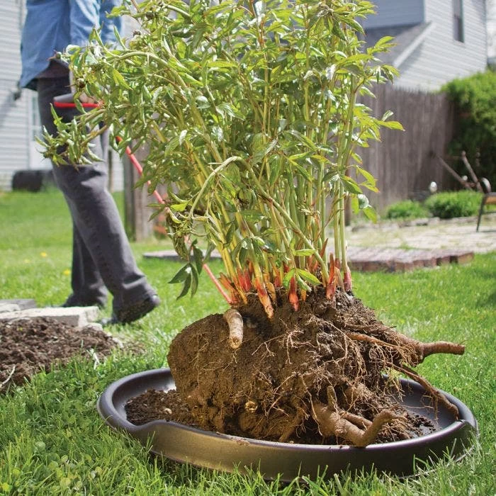 Leonard GardenGlide Transporter 6 Leonard GardenGlide Transporter - Image 4