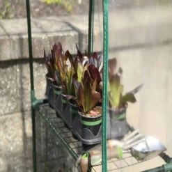 GrowIT Small Greenhouse 4' 8" X 29" X 6' 5" -Garden Warehousing kufezprqnyvepv1vpr6x