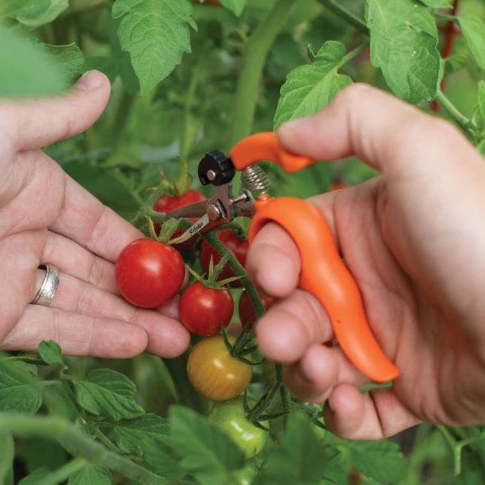 Hands Free Ring Pruner 8 Hands Free Ring Pruner - Image 6