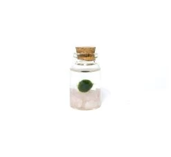 Moss Amigos - Rose Quartz Niño Marimo