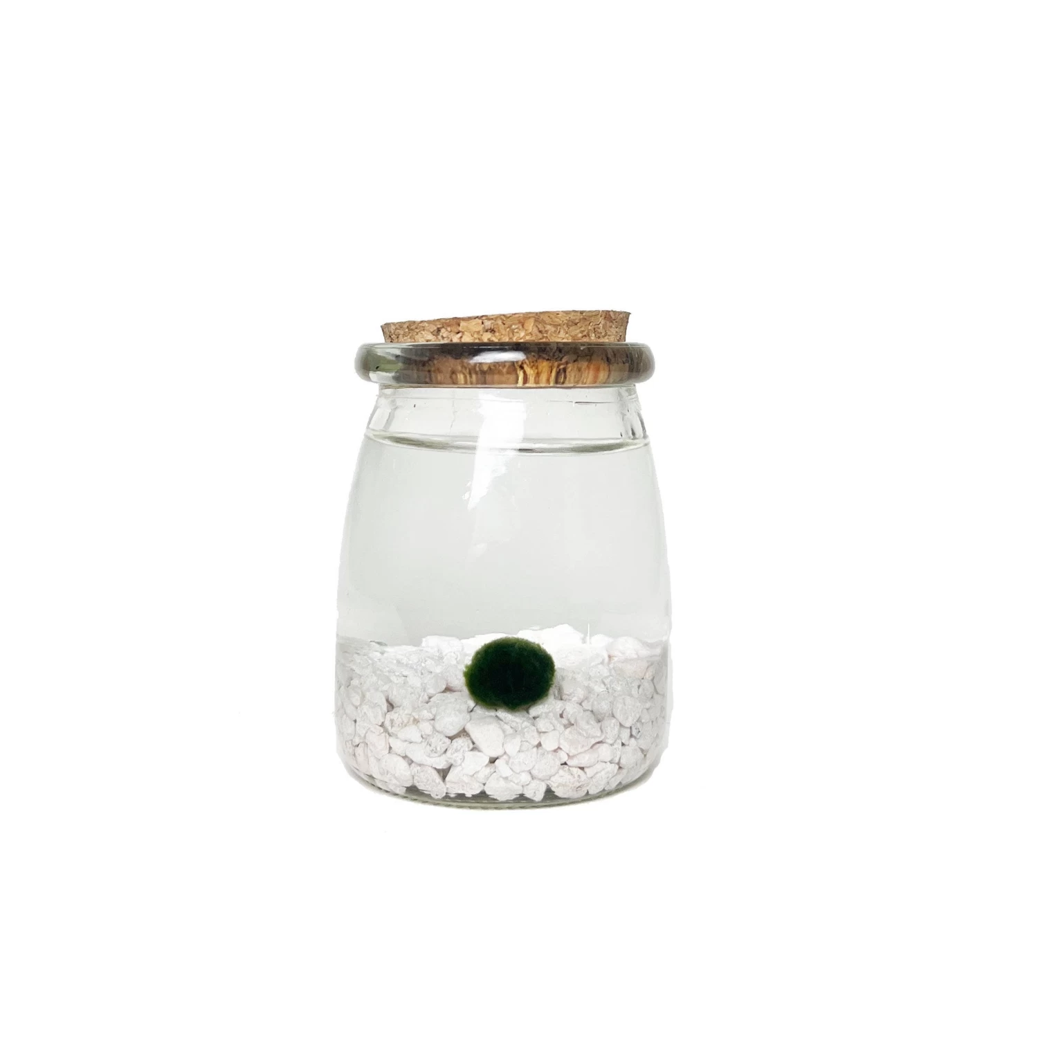 Moss Amigos - Classic Chico Marimo 3 Moss Amigos - Classic Chico Marimo