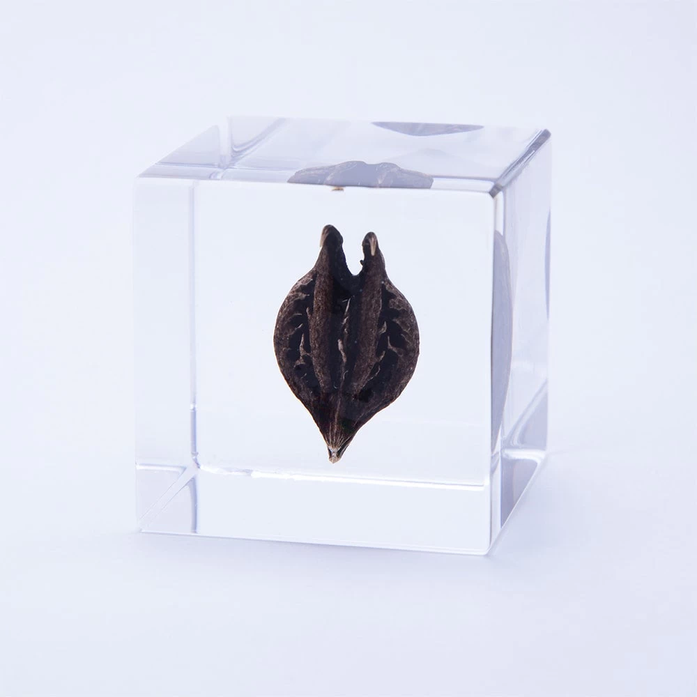 Sola Cube Tiger's Claw 3 Sola Cube Tiger's Claw