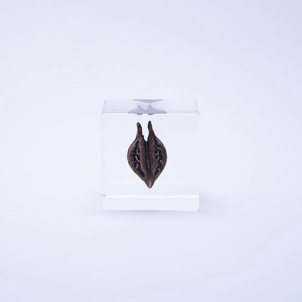 Sola Cube Tiger's Claw 4 Sola Cube Tiger's Claw - Image 2