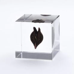 Sola Cube Tiger's Claw 9 Sola Cube Tiger's Claw -Garden Warehousing s753278155256112669 p1463 i4 w800