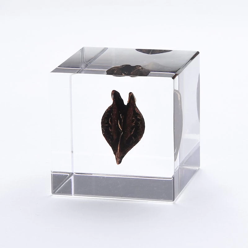 Sola Cube Tiger's Claw 6 Sola Cube Tiger's Claw - Image 4