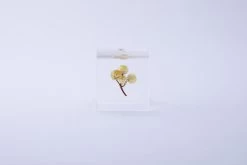 Sola Cube Immortelle -Garden Warehousing s753278155256112669 p425 i4 w3000