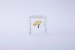 Sola Cube Immortelle