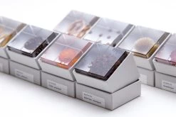 Sola Cube Immortelle -Garden Warehousing s753278155256112669 p425 i6 w1200