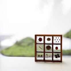 Sola Cube Immortelle -Garden Warehousing s753278155256112669 p425 i8 w1024