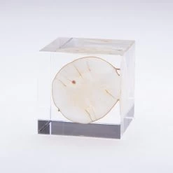 Sola Cube Lunaria Annua