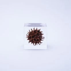 Sola Cube American Sweetgum -Garden Warehousing s753278155256112669 p435 i4 w1000
