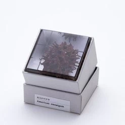 Sola Cube American Sweetgum -Garden Warehousing s753278155256112669 p435 i5 w378