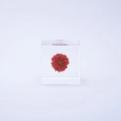 Sola Cube Globe Amaranth -Garden Warehousing s753278155256112669 p438 i2 w1000