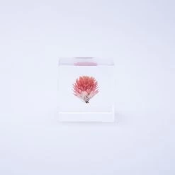 Sola Cube Globe Amaranth -Garden Warehousing s753278155256112669 p438 i3 w1000