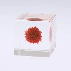 Sola Cube Globe Amaranth -Garden Warehousing s753278155256112669 p438 i4 w450