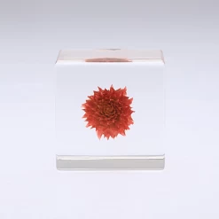 Sola Cube Globe Amaranth -Garden Warehousing s753278155256112669 p438 i5 w450