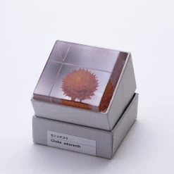 Sola Cube Globe Amaranth -Garden Warehousing s753278155256112669 p438 i6 w800