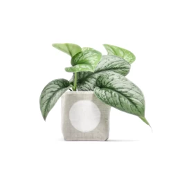 White Dot 4 Inch Linen Planter By GRAY GREEN GOODS
