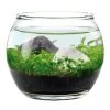 Water Garden - Tiny Plant Aquarium By NOTED -Garden Warehousing s753278155256112669 p753 i1 w480