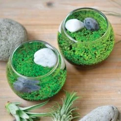 Water Garden - Tiny Plant Aquarium By NOTED -Garden Warehousing s753278155256112669 p753 i3 w768
