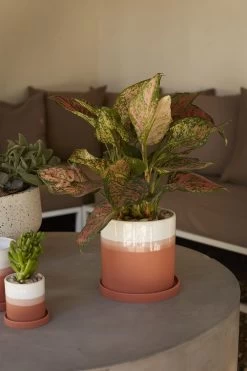 Orange & White Cylinder HADLEY Cylinder Pot With Saucer -Garden Warehousing s753278155256112669 p933 i5 w1000